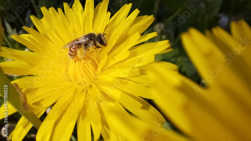 bee on flower © Zeeshan