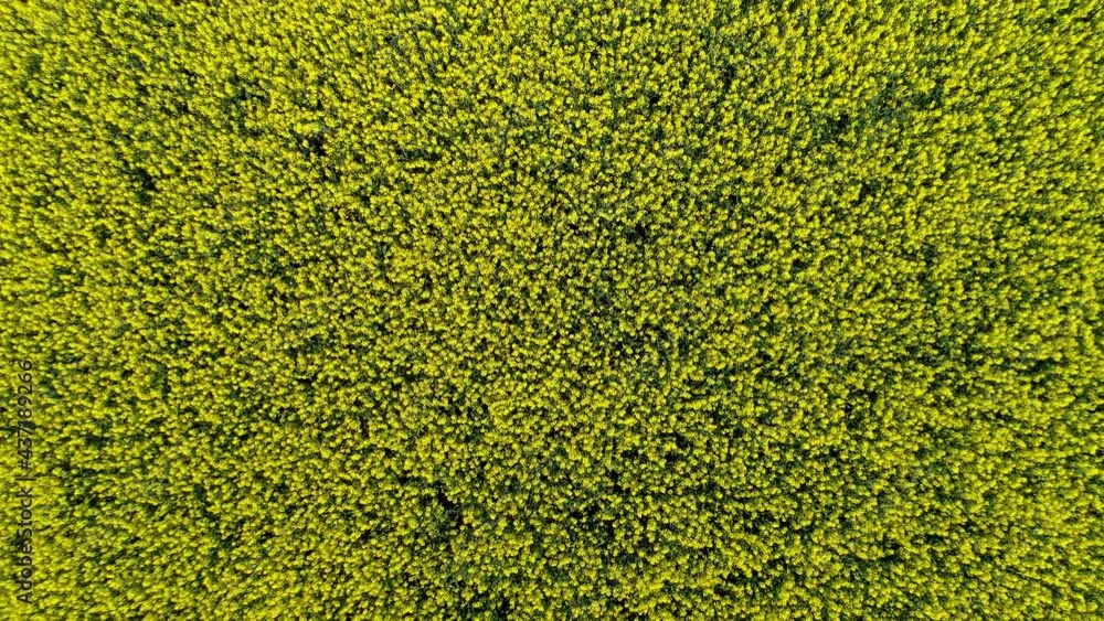 Flowering Oilseed Rape On Vast Cultivated Farmland. - Aerial Ascending Shot Flowering Oilseed Rape On Vast Cultivated Farmland. - Aerial Ascending Shot