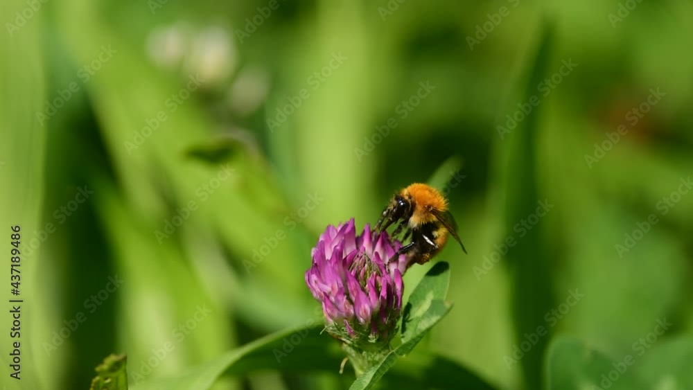 Un esemplare di Bombo in cerca di nettare su di un fiore. Un esemplare di Bombo in cerca di nettare su di un fiore.