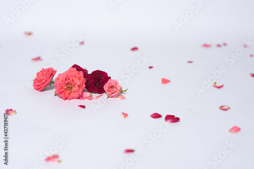 red rose petals