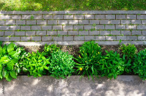 A garden path made of paving stones, surrounded by a lawn with grass and a flower bed, in which plants grow with an abundance of green leaves.