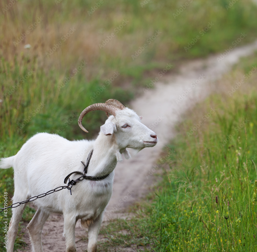 Young goat grazing on meadow in summer day Young goat grazing on meadow in summer day