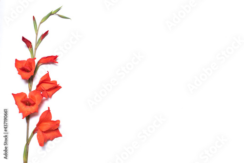red flower on white background, copy space.