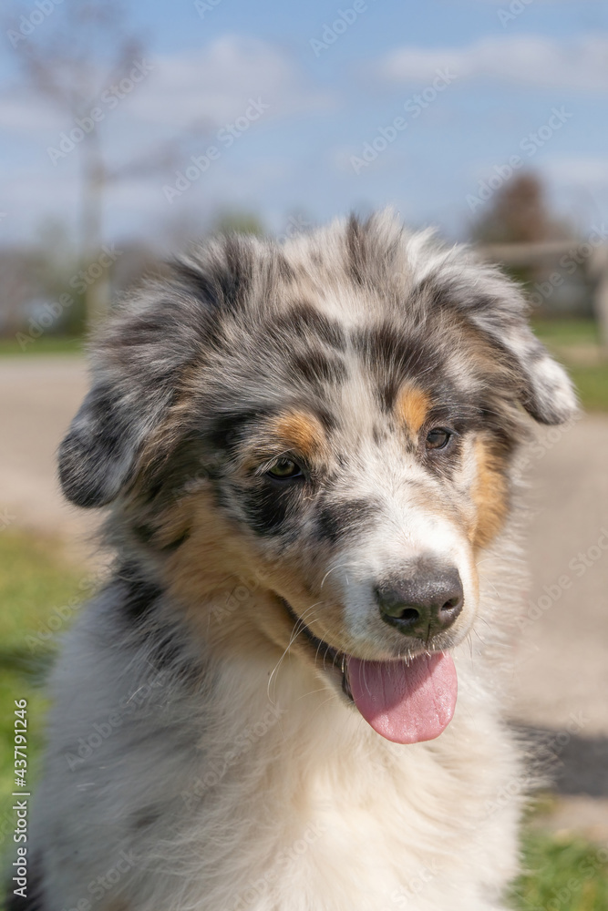 Australian Shepherd Dog puppy head, The tricolor dog has tongue sticking out of its mouth. Seen from the front Australian Shepherd Dog puppy head, The tricolor dog has tongue sticking out of its mouth. Seen from the front
