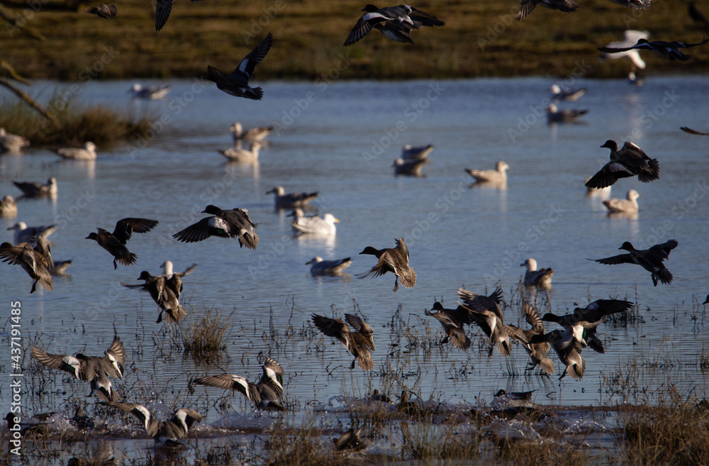 ducks and gulls landing on a lake in the marsh