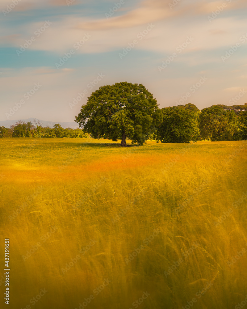 Obraz premium landscape tree in the fields