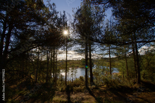 early morning sun through the pine trees with a clear blue sky and sunburst over a blue lake