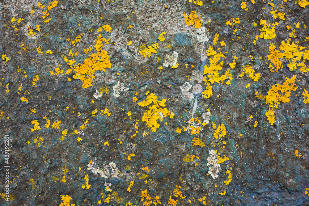 green and yellow texture on a wall with lichen - obrazy, fototapety, plakaty 