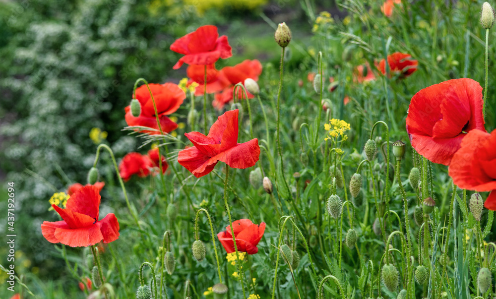 Wild red poppies blooming in the meadow.