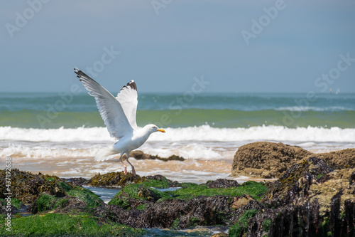 seagull on the beach near to Nantes -France