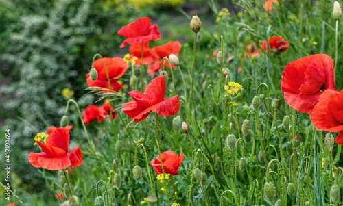 Wild red poppies blooming in the meadow.