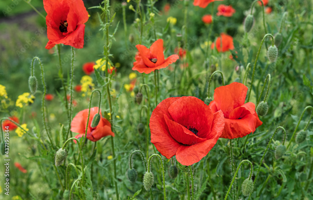 Obraz premium Wild red poppies blooming in the meadow.