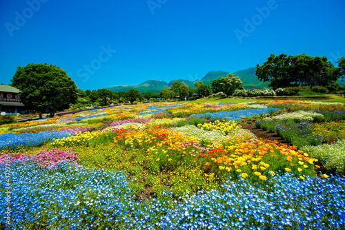 久住高原の花壇