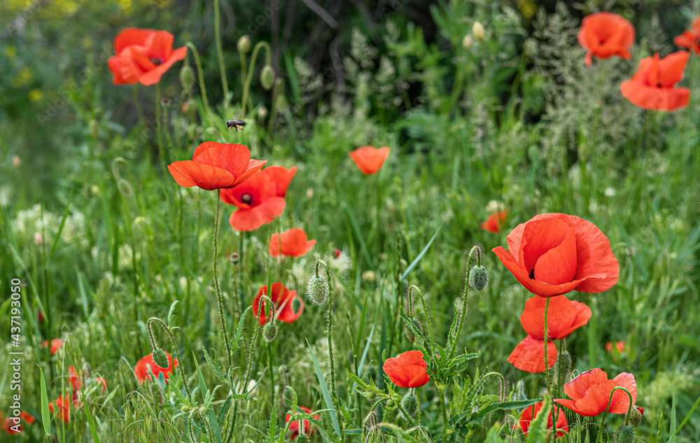 Fototapeta premium Wild red poppies blooming in the meadow.
