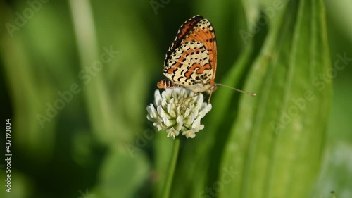 Una farfalla che mette in mostra le sue ali. photo