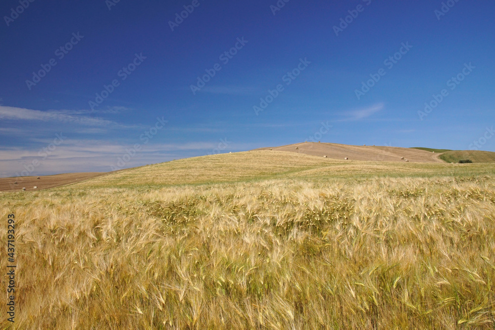 landscape in tuscany with hills and fields of wheat