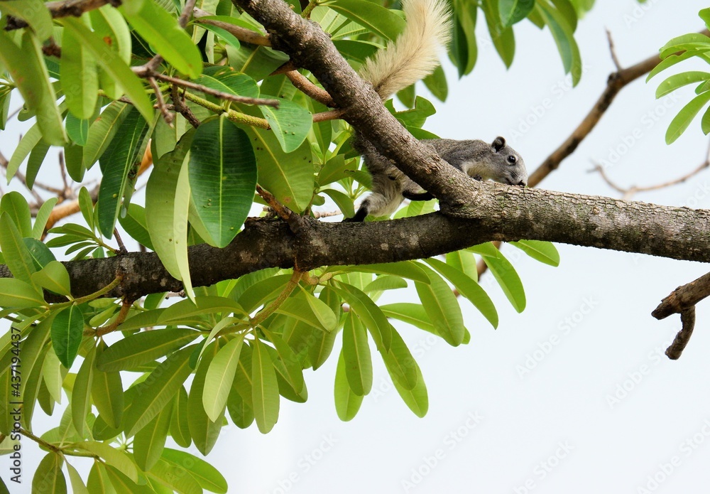 Fototapeta premium The way of life of squirrel in differnt ways