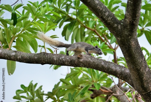 The way of life of squirrel in differnt ways