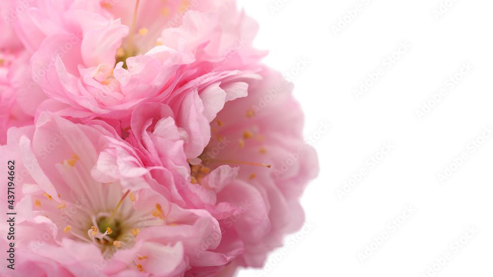 three pink ornamental almond flowers on a white isolated background close-up