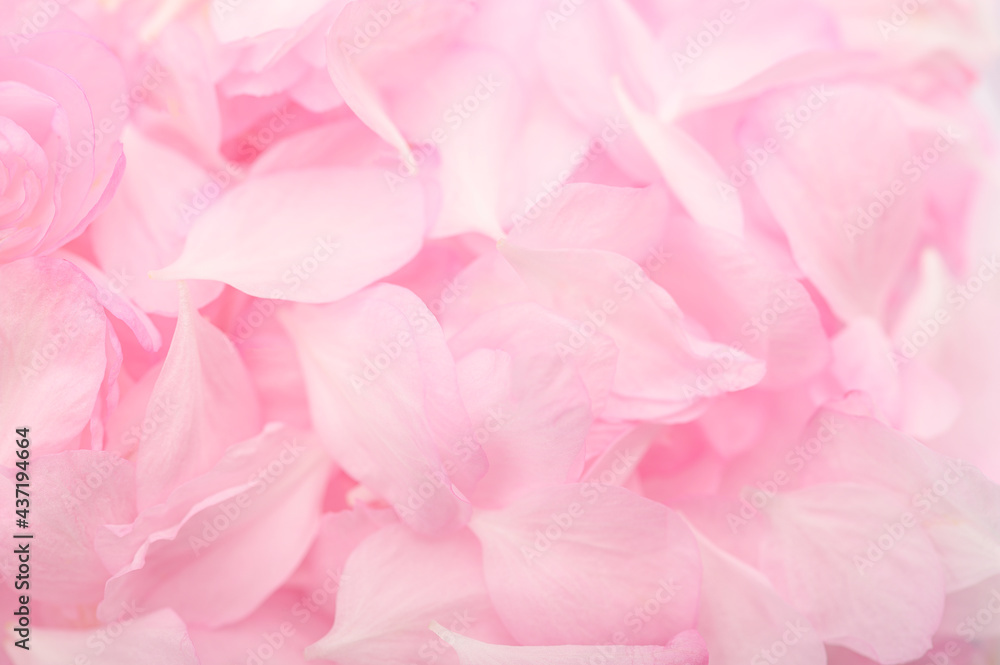 background of pink delicate petals of decorative almonds close-up