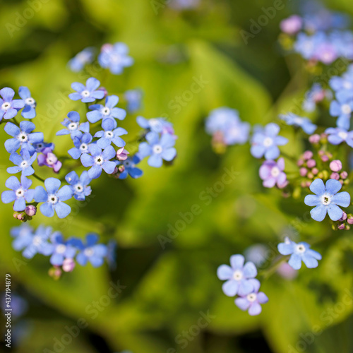 Brunnera macrophylla, the Siberian bugloss, great forget-me-not, largeleaf brunnera or heartleaf, is a species of flowering plant in the family Boraginaceae,