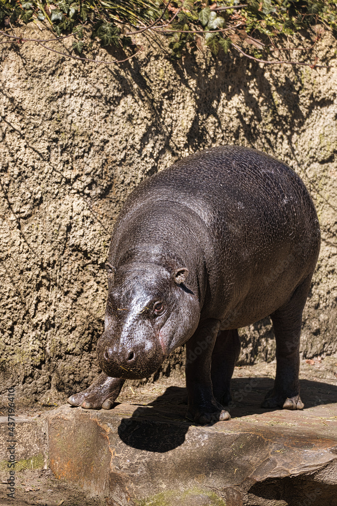 Ein Flusspferd (Hippopotamus amphibius) aus dem Berliner Zoo. Diese Dickhäuter sind meist sehr entspant. Ein Flusspferd (Hippopotamus amphibius) aus dem Berliner Zoo. Diese Dickhäuter sind meist sehr entspant.