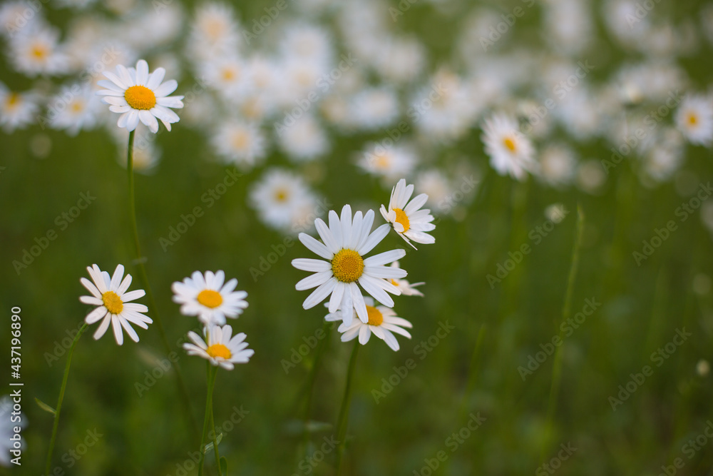 Meadow with daisy flowers, nature, eco farming concept, close up, green blurred background Meadow with daisy flowers, nature, eco farming concept, close up, green blurred background