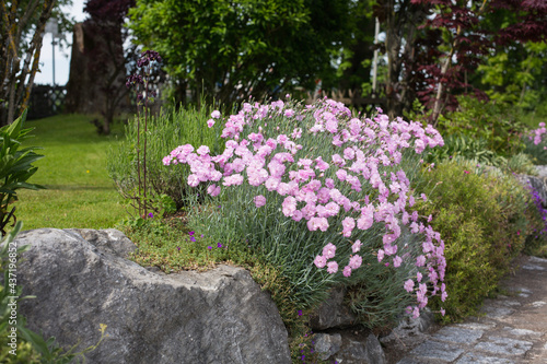 Vintage and rural garden design: Front yard with an old wall made of quarry stones and rocks, planted with pink blooming flowers, bushes, graminaceous and foliage plants, close up