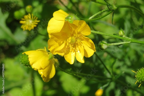 Beautiful yellow buttercup flowers in the meadow on natural green leaves background