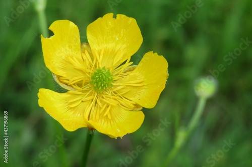 Beautiful yellow buttercup flower on natural green background, closeup photo