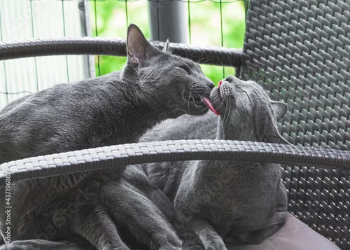 Obraz Myjące się koty rosyjskie niebieskie