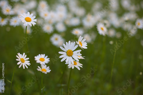 Meadow with daisy flowers, nature, eco farming concept, close up, green blurred background