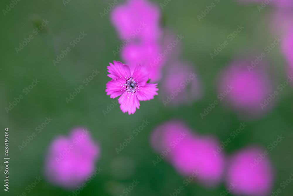 closeup of the magenta geraniums flowers