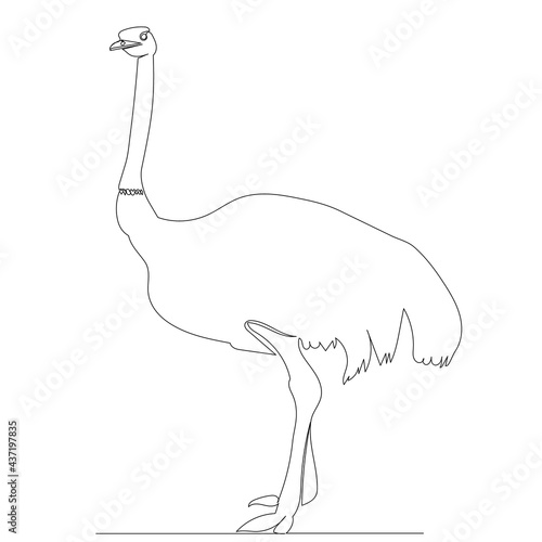 ostrich one line drawing isolated, vector