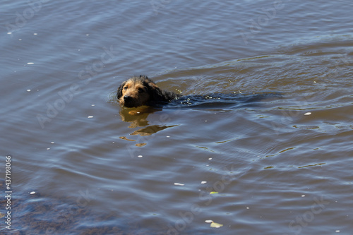 young male working lake land terrier swimming in a river