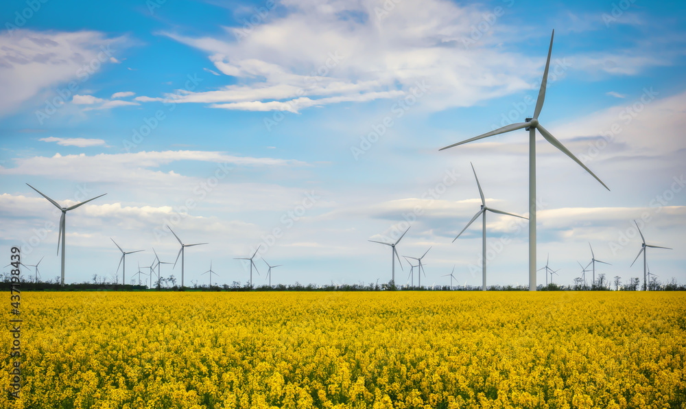 Blooming yellow canola field with wind turbines in the background in the countryside Blooming yellow canola field with wind turbines in the background in the countryside