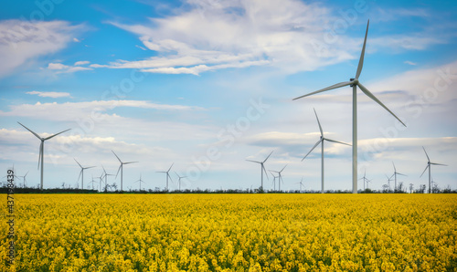 Blooming yellow canola field with wind turbines in the background in the countryside