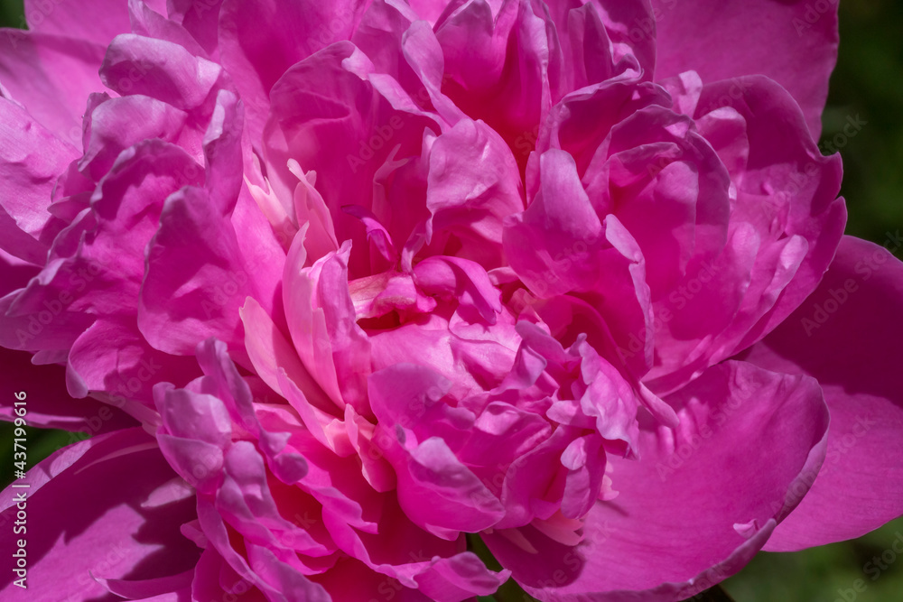 close up of curly peony flower in garden