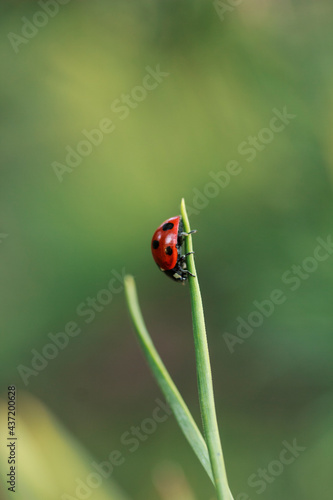 Red lady bug on green grass blade on defocused green background. Summer natural background. Stock photo, copy space