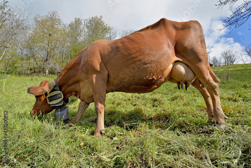 brown dairy cow with a necklace and  a bell grazing  in pasture in alpine mou...