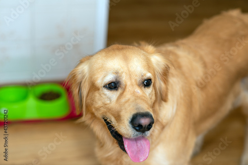 Cute golden labrador dog near bowl with food in kitchen.Closeup. © ARVD73