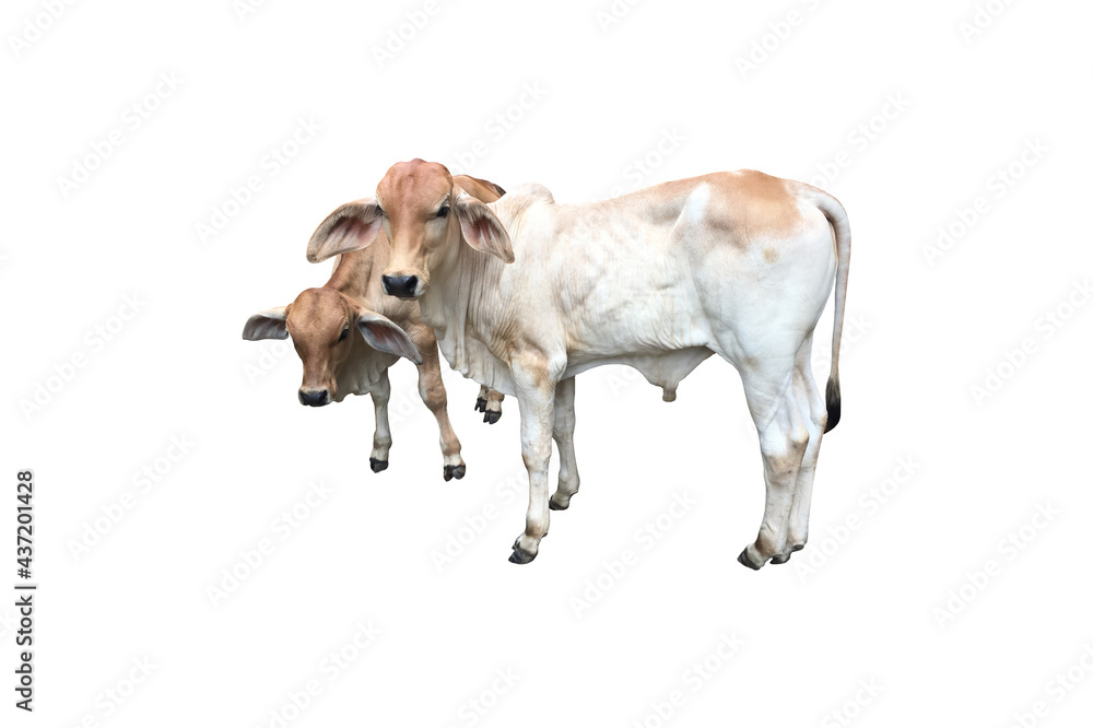 Isolated calf with clipping paths.