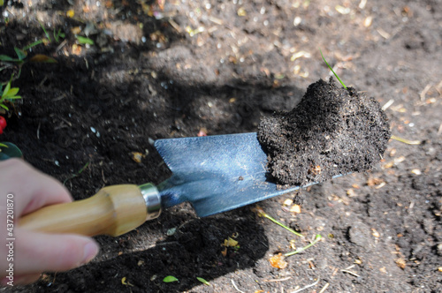 Hand holding a metal trowel with clump of dirt in the garden