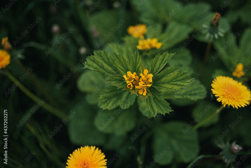 Beautiful yellow flowers grow in the garden. Blurred background. Selective focus Beautiful yellow flowers grow in the garden. Blurred background. Selective focus