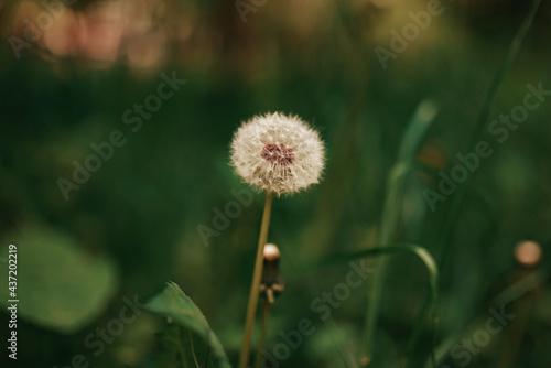 Full Ripe Dandelion on a lawn  spring  summer. Blurred background. Selective focus