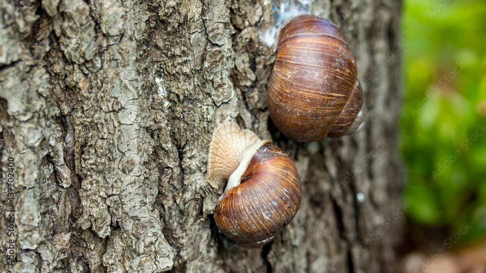 two huge snails on a stump of a sawn tree macro photography two huge snails on a stump of a sawn tree macro photography