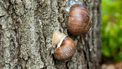 two huge snails on a stump of a sawn tree macro photography