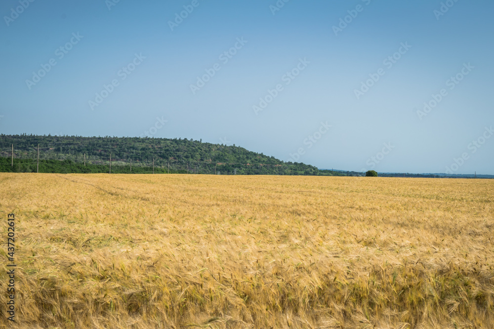 Golden wheat field at beautiful summer day