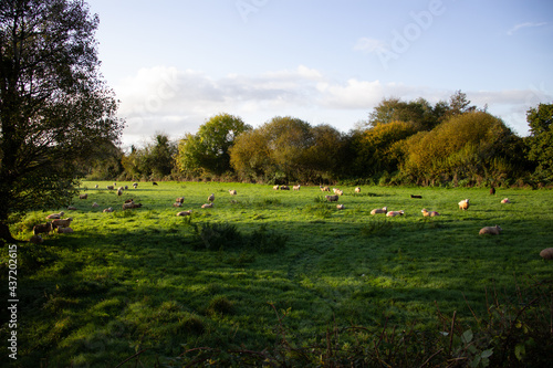 sheep grazing in a field in the early morning light with blue sky and a few clouds