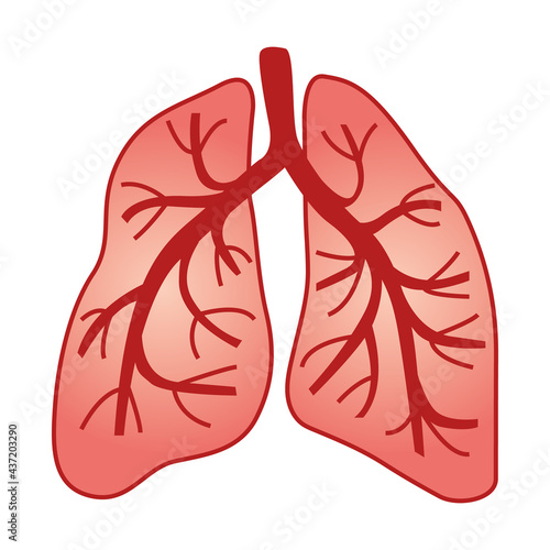 Human lungs. Vector illustration II.